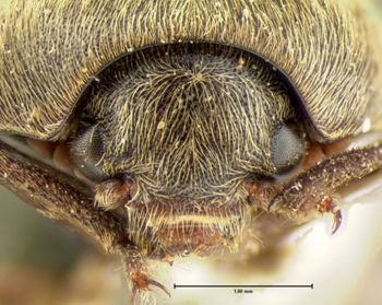 Media type: image;   Entomology 6862 Aspect: head frontal view